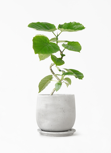 観葉植物 フィカス ウンベラータ 4号 曲り マルモラウンド 付き | 観葉