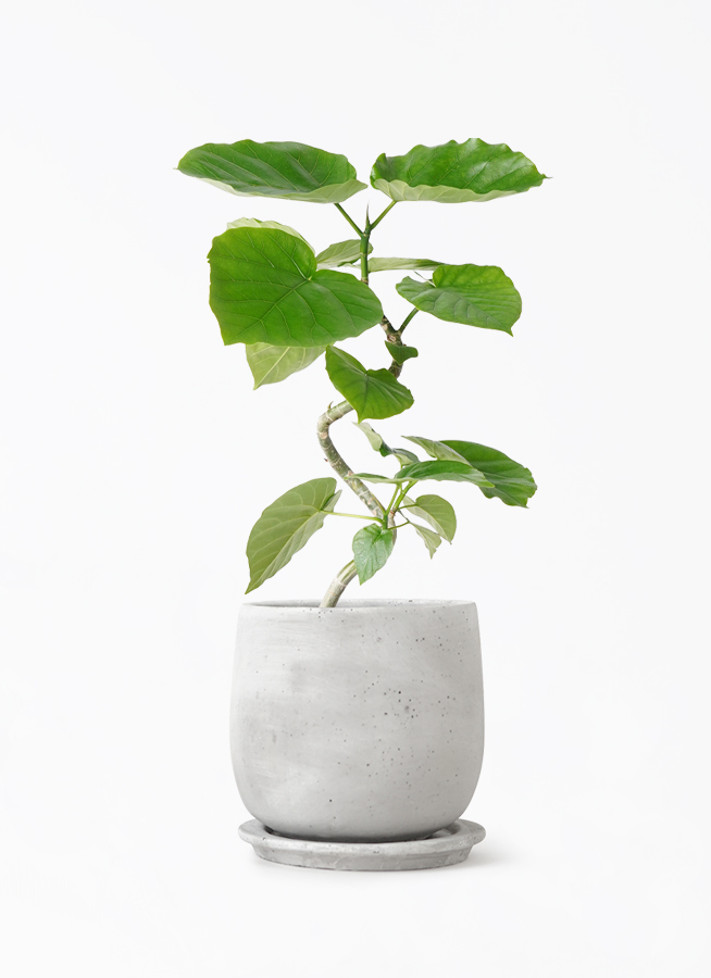 ［現品］※売約済※ 法人　4番　フィカス　ウンベラータ　8号　観葉植物　室内 観葉植物 フィカス ウンベラータ 4号 曲り マルモラウンド 付き | 観葉