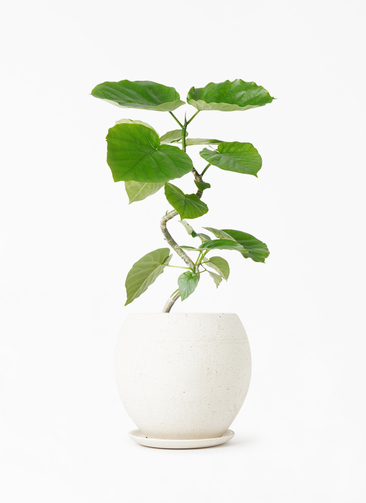 観葉植物 フィカス ウンベラータ 4号 曲り エッジ ボール マット