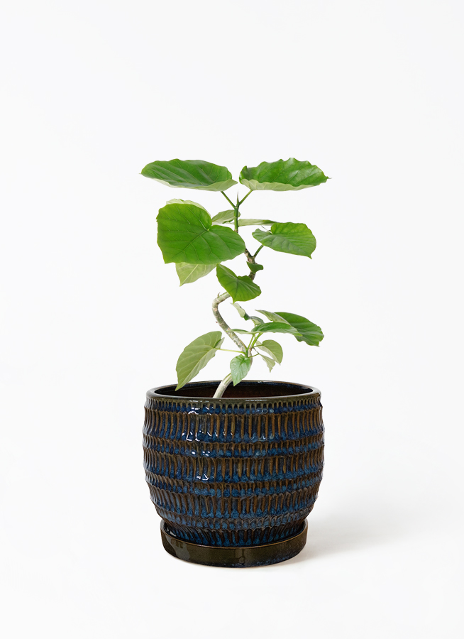 Amazon｜LAND PLANTS 観葉植物 ウンベラータ 白色 プラスチック