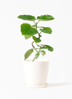 観葉植物 フィカス ウンベラータ 4号 曲り エステリ ベージュ 付き