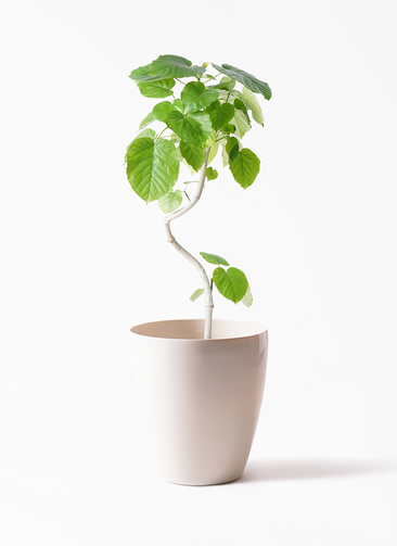 観葉植物 フィカス ウンベラータ 6号 曲り ラスターポット 付き