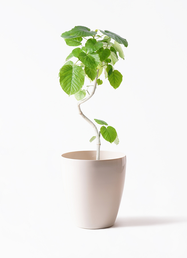 観葉植物 フィカス ウンベラータ 6号 曲り ラスターポット 付き