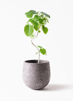 フィカス ウンベラータ フィカス・ウンベラータ 8号鉢 観葉植物と植木鉢の専門店cocolate