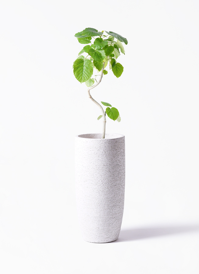 観葉植物 フィカス ウンベラータ 6号 曲り プラスチック鉢 | 観葉植物