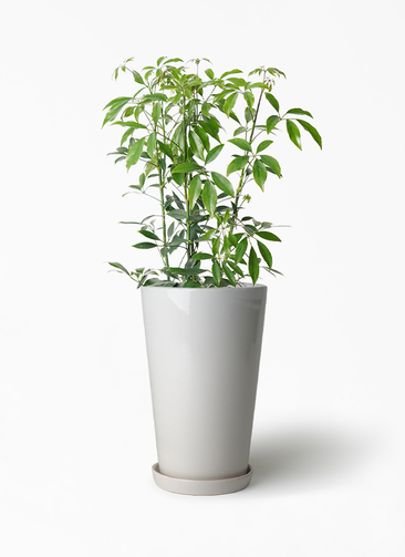 schefflera-compacta-158_1.jpg?
