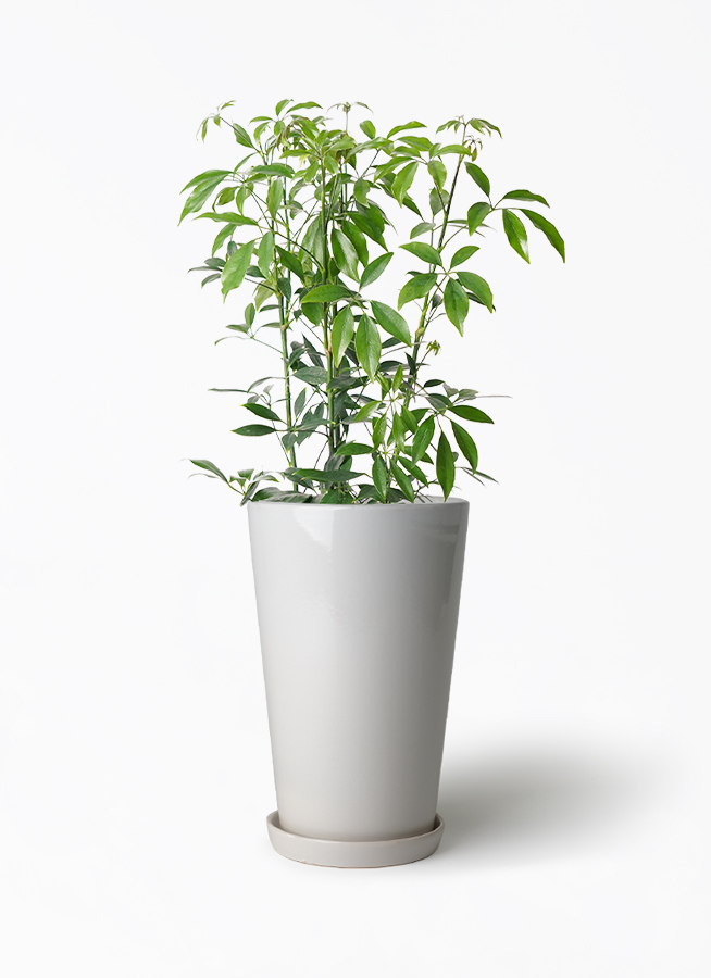1 シェフレラ SP 6号　観葉植物 schefflera-compacta-158_1.jpg?