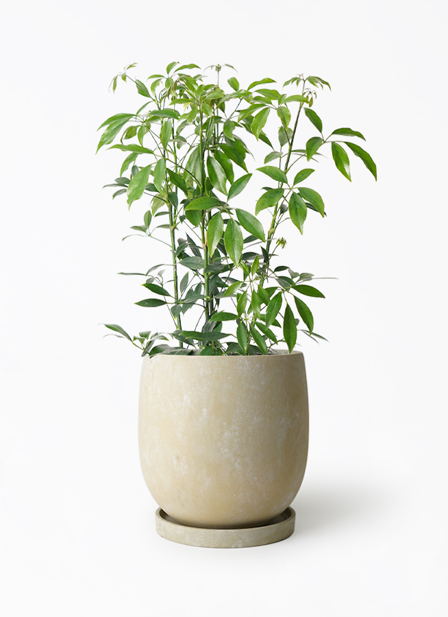 schefflera-compacta-156_1.jpg?