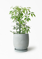 1 シェフレラ SP 6号　観葉植物 schefflera-compacta-157_1.jpg?
