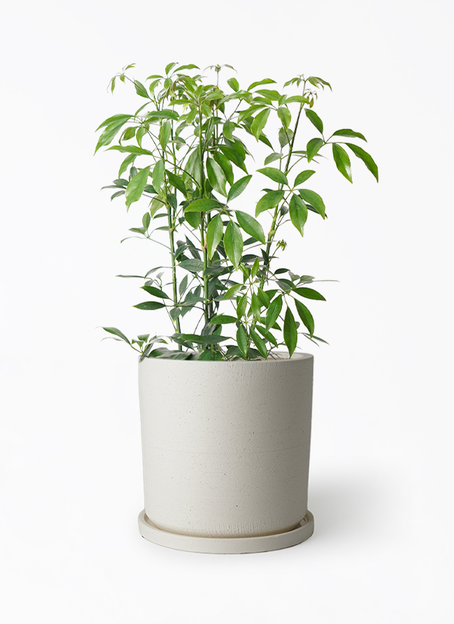 schefflera-compacta-150_1.jpg? schefflera-compacta-150_1.jpg?