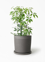 schefflera-compacta-151_1.jpg?