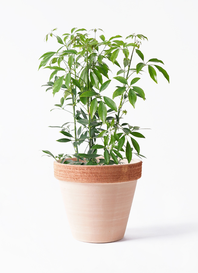 schefflera-compacta-139_1.jpg?