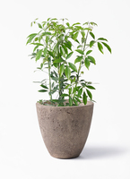引取★1 シェフレラ SP 6号　観葉植物 送料1500円】シェフレラ A．'ホンコン' 6号6入り｜豊明卸問屋ドットコム シェフレラ・ カポック