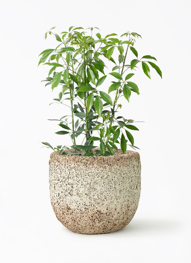 1万円 1 シェフレラ SP 6号 観葉植物