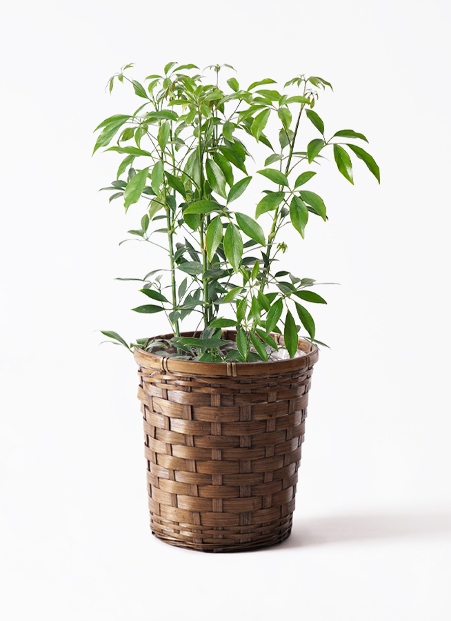 シェフレラ コンパクタ ファイバー鉢 お皿付き シェフレラ コンパクタ ファイバー鉢 お皿付き シェフレラ