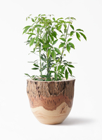 引取★1 シェフレラ SP 6号　観葉植物 観葉植物 シェフレラ 6号 コンパクタ プラスチック鉢 | 観葉植物なら