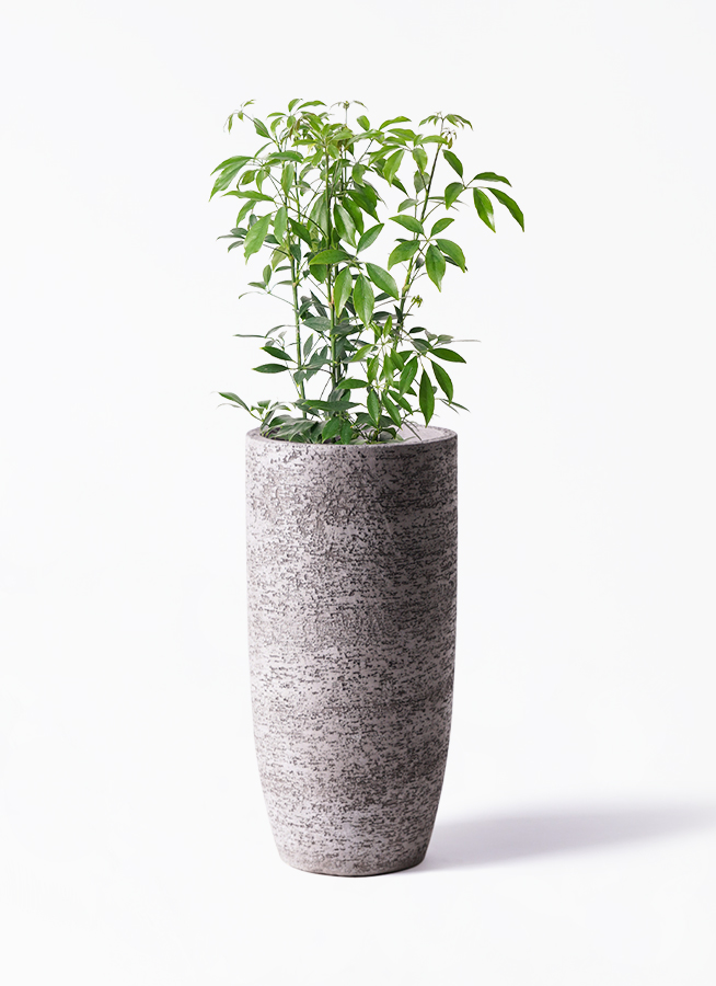 シェフレラ コンパクタ ファイバー鉢 お皿付き シェフレラ コンパクタ ファイバー鉢 お皿付き