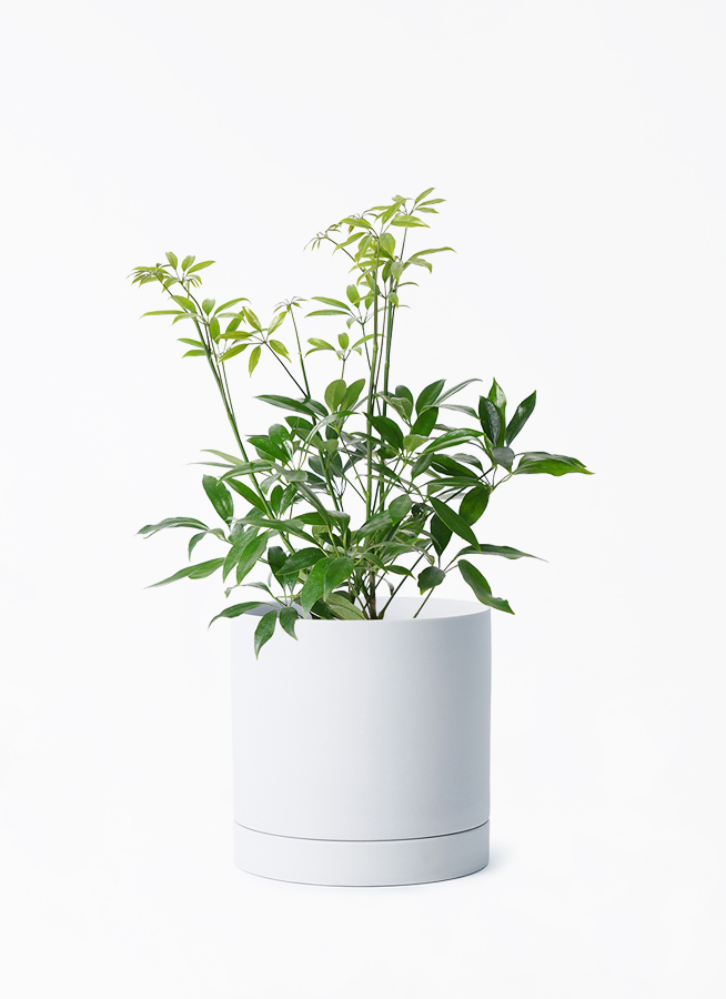 観葉植物 シェフレラ コンパクタ 4号 ルーツ 15 H グレー 付き | 観葉