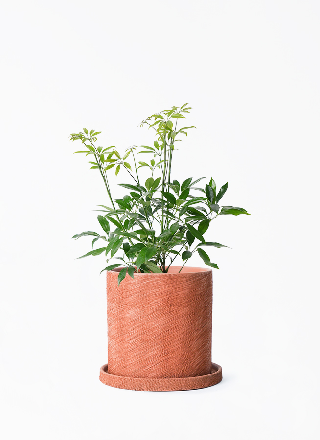 Gurīnコンパクタ2鉢オーレア1鉢おまとめ Gurīnコンパクタ2鉢オーレア1鉢おまとめ Gurīn様専用コンパクタ2鉢