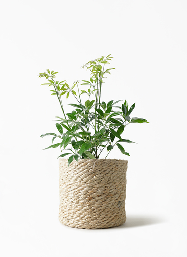 schefflera-compacta-83_1.jpg?