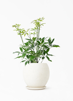 観葉植物 シェフレラ コンパクタ 4号 ハピ 白 L 付き | 観葉植物なら