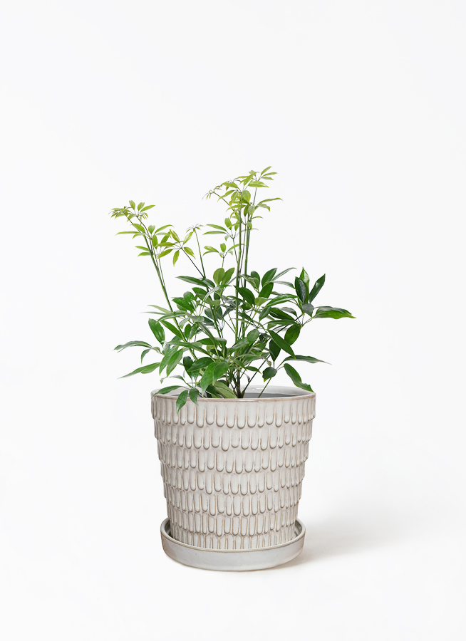 観葉植物 シェフレラ コンパクタ 4号 レーニ 14 イエロー 付き | 観葉