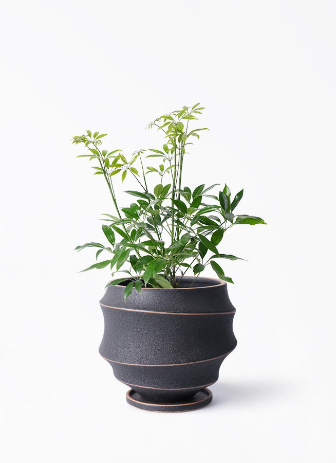 観葉植物 シェフレラ コンパクタ 4号 ラバポット 付き | 観葉植物なら