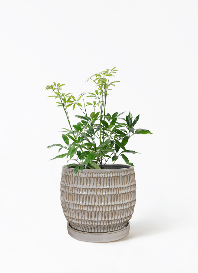 観葉植物 シェフレラ 4号 コンパクタ プラスチック鉢 | 観葉植物なら