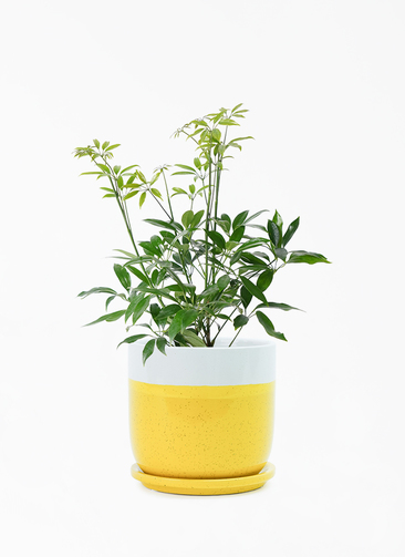 観葉植物 シェフレラ コンパクタ 4号 レーニ 14 イエロー 付き | 観葉