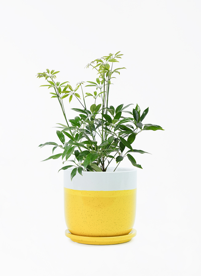 観葉植物 シェフレラ コンパクタ 4号 レーニ 14 イエロー 付き | 観葉