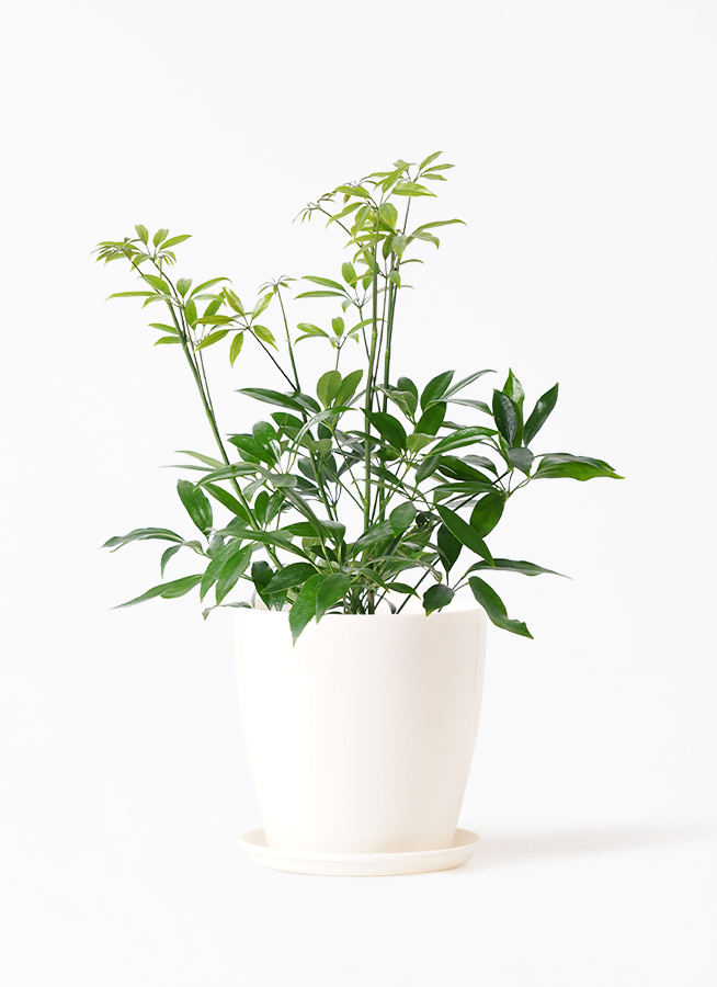 観葉植物 シェフレラ コンパクタ 4号 ハピ 白 L 付き | 観葉植物なら