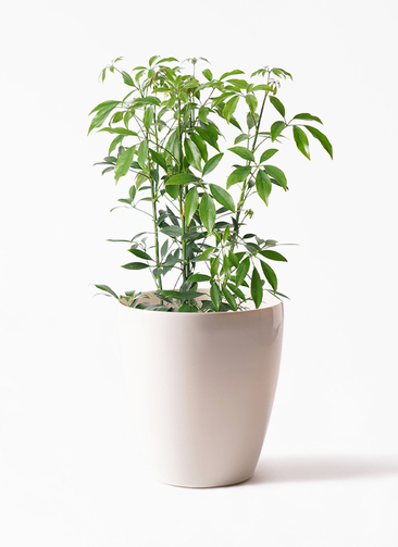 schefflera-compacta-125_1.jpg?