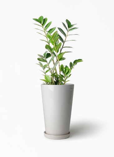 観葉植物 ザミオクルカス 6号 ラウンド 付き | 観葉植物ならHitoHana