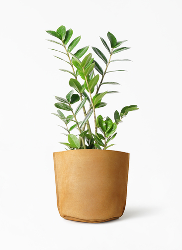 観葉植物 ザミオクルカス 6号 レザーポット ブラウン 付き | 観葉植物