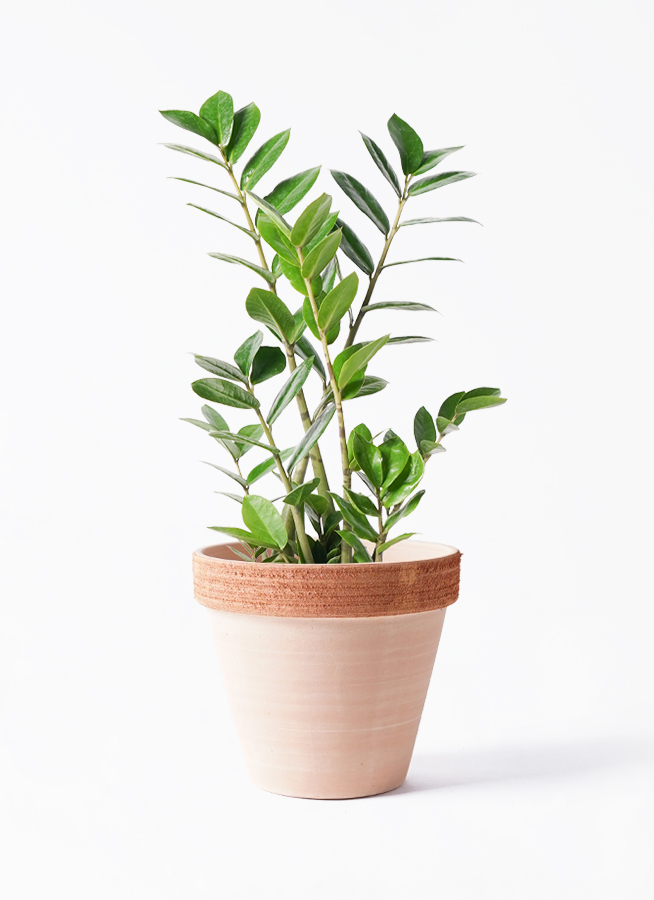観葉植物 ザミオクルカス 6号 スタンダードポット スクラッチ 付き