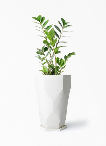 観葉植物 ザミオクルカス 6号 Ceramic Pot (セラミック) トールタイプ