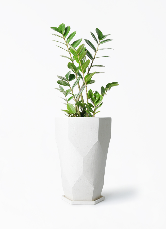 その他観葉植物 hapiAnthurium subsignatum その他観葉植物 hapiAnthurium subsignatum Asplenium quitense