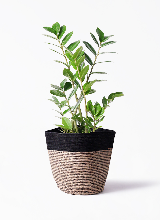 観葉植物 ザミオクルカス 6号 エステリ ピンク 付き | 観葉植物なら