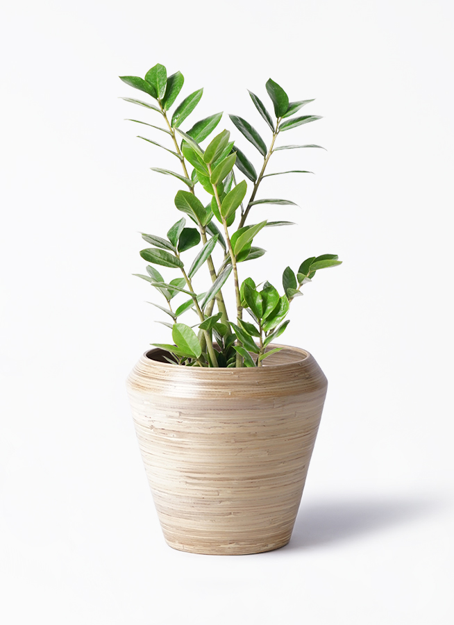 観葉植物 ザミオクルカス 6号 ラウンド 付き | 観葉植物ならHitoHana