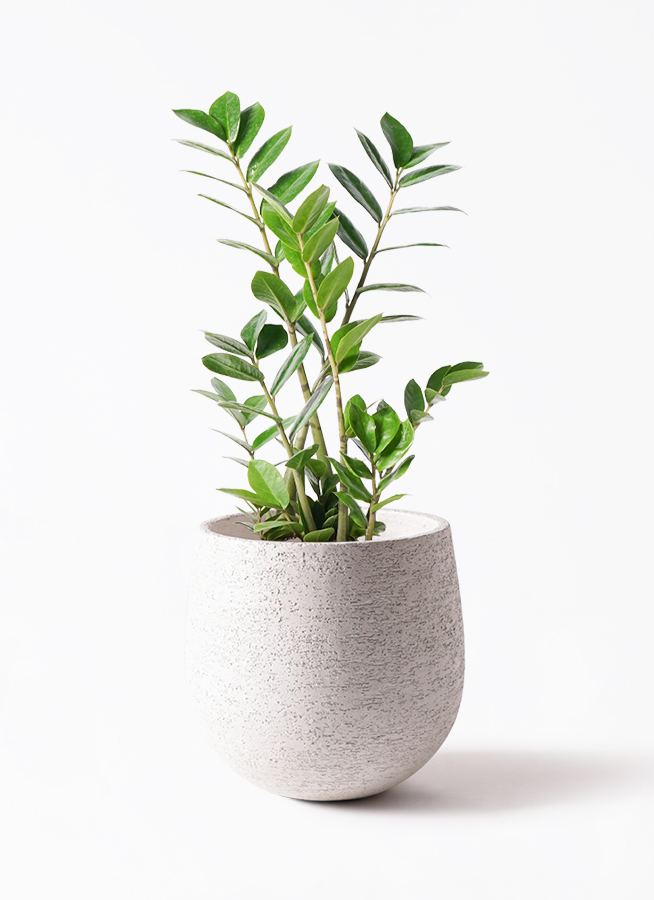 観葉植物 ザミオクルカス 6号 エステリ ピンク 付き | 観葉植物なら