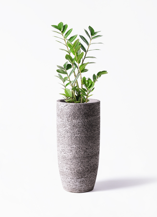 観葉植物 ザミオクルカス 6号 Ceramic Pot (セラミック) 付き | 観葉