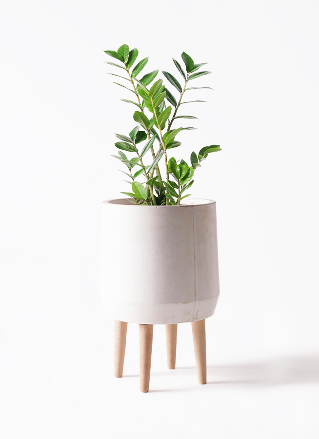 観葉植物 ザミオクルカス 6号 Ceramic Pot (セラミック) トールタイプ