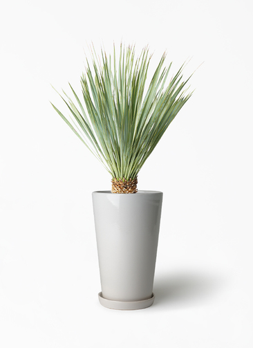 yucca-rostrata-149_1.jpg?