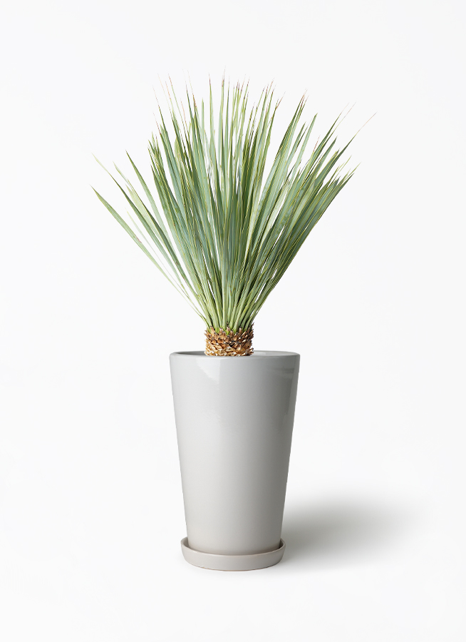観葉植物 ユッカ 6号 ロストラータ ラウンド 付き | 観葉植物なら