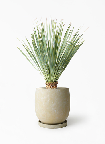 観葉植物 ユッカ 6号 ロストラータ アイルエッグ イエロー 付き