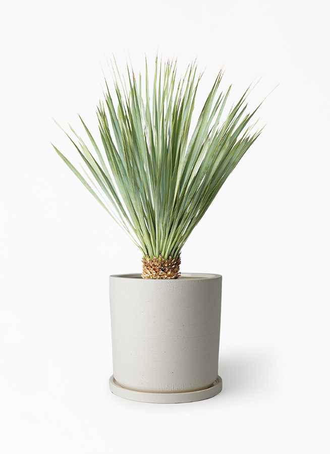 観葉植物 ユッカ 6号 ロストラータ ストーンウェア セラミック