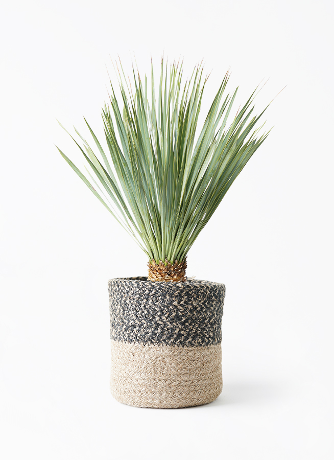 ユッカ ロストラータ 6号 | 観葉植物通販 HitoHana（ひとはな）