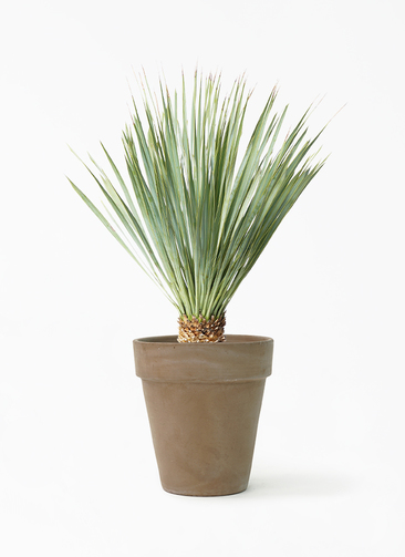 yucca-rostrata-136_1.jpg?