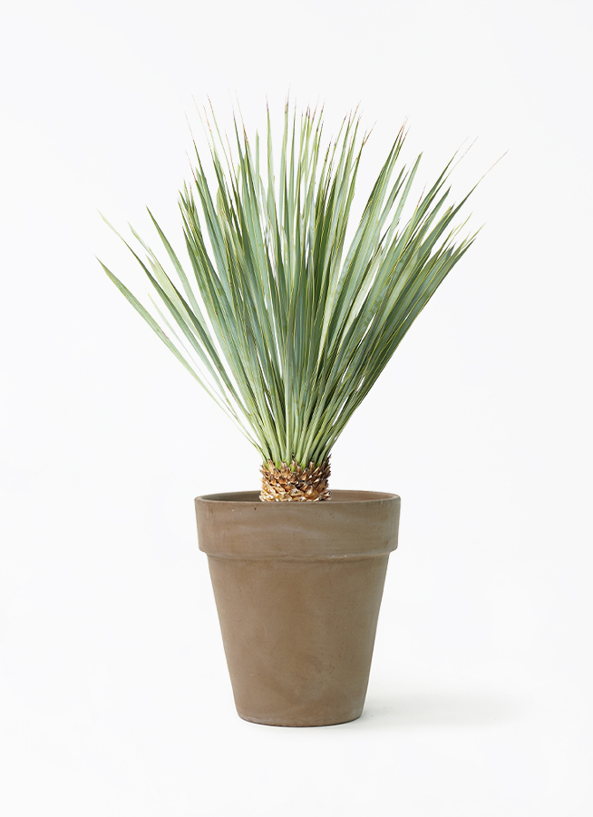 観葉植物 ユッカ 6号 ロストラータ アルトポット カプチーノM 22cm