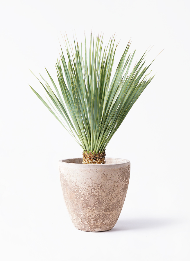 ユッカ ロストラータ 6号 | 観葉植物通販 HitoHana（ひとはな）
